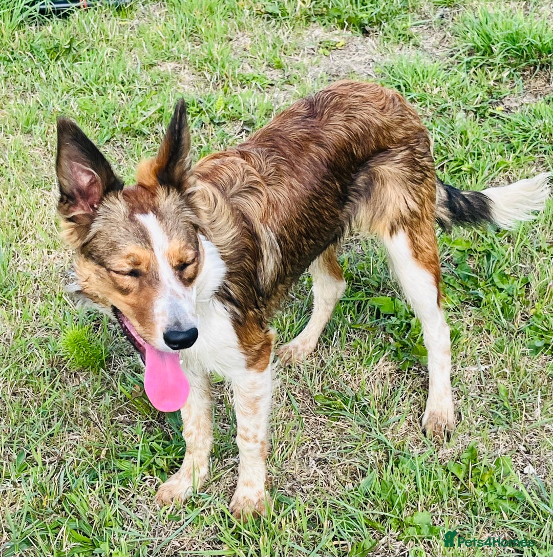 Border Collie dogs for sale: 2 x Collies (Sisters) - Image 3
