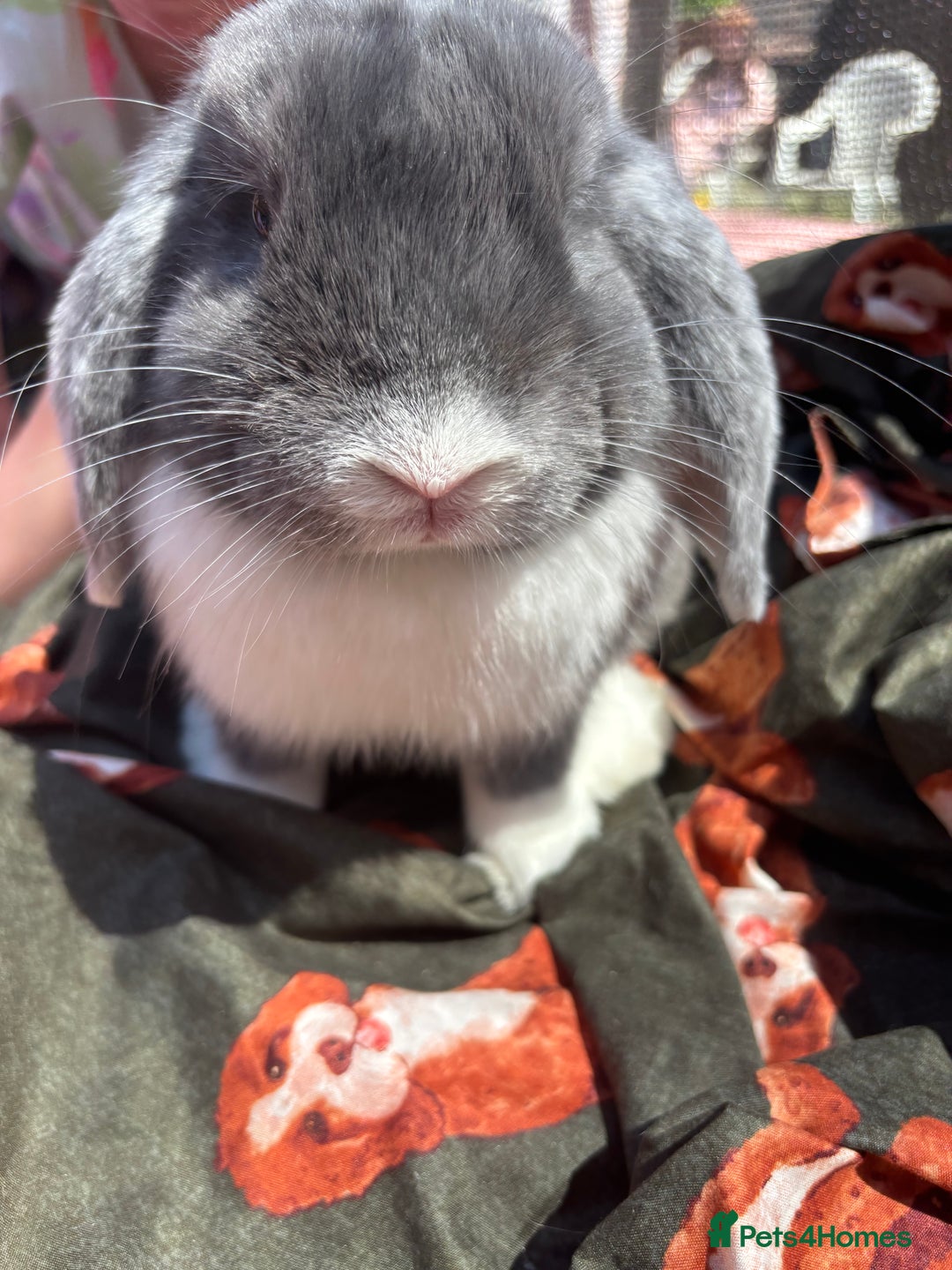 Mini Lop rabbits for sale: 1year old mini lop - Advert 5