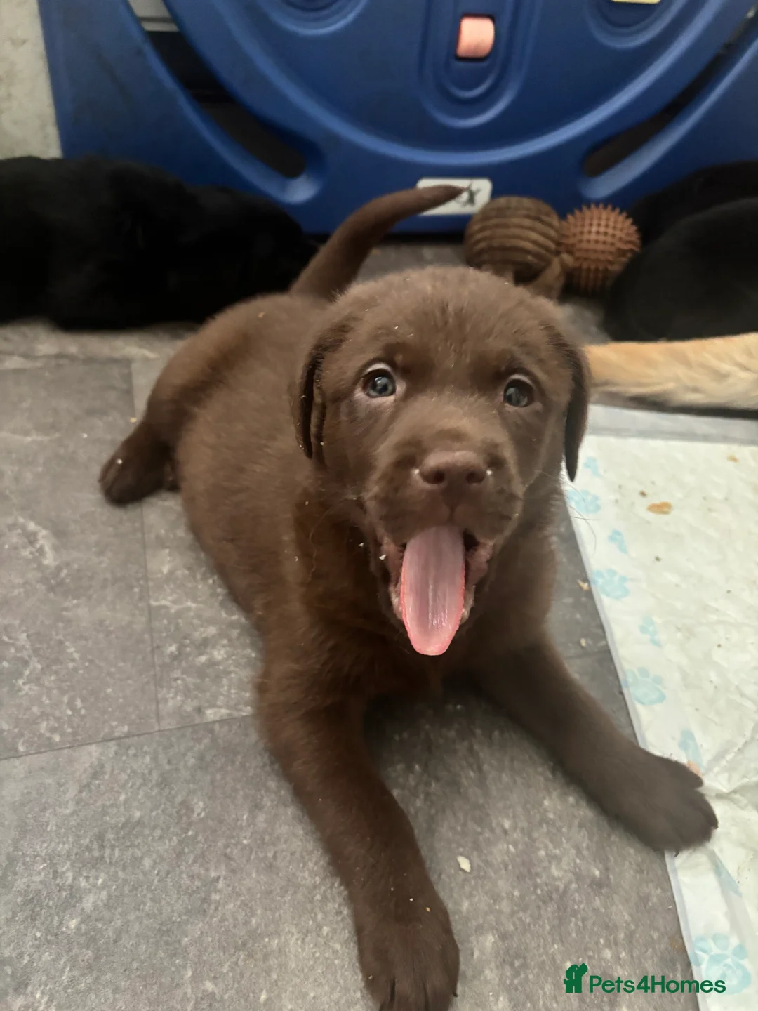Labrador Retriever dogs for sale: Labrador puppies  - Advert 3