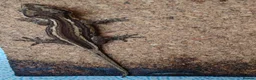 Gecko reptiles for sale: Gargoyle geckos - Advert 10