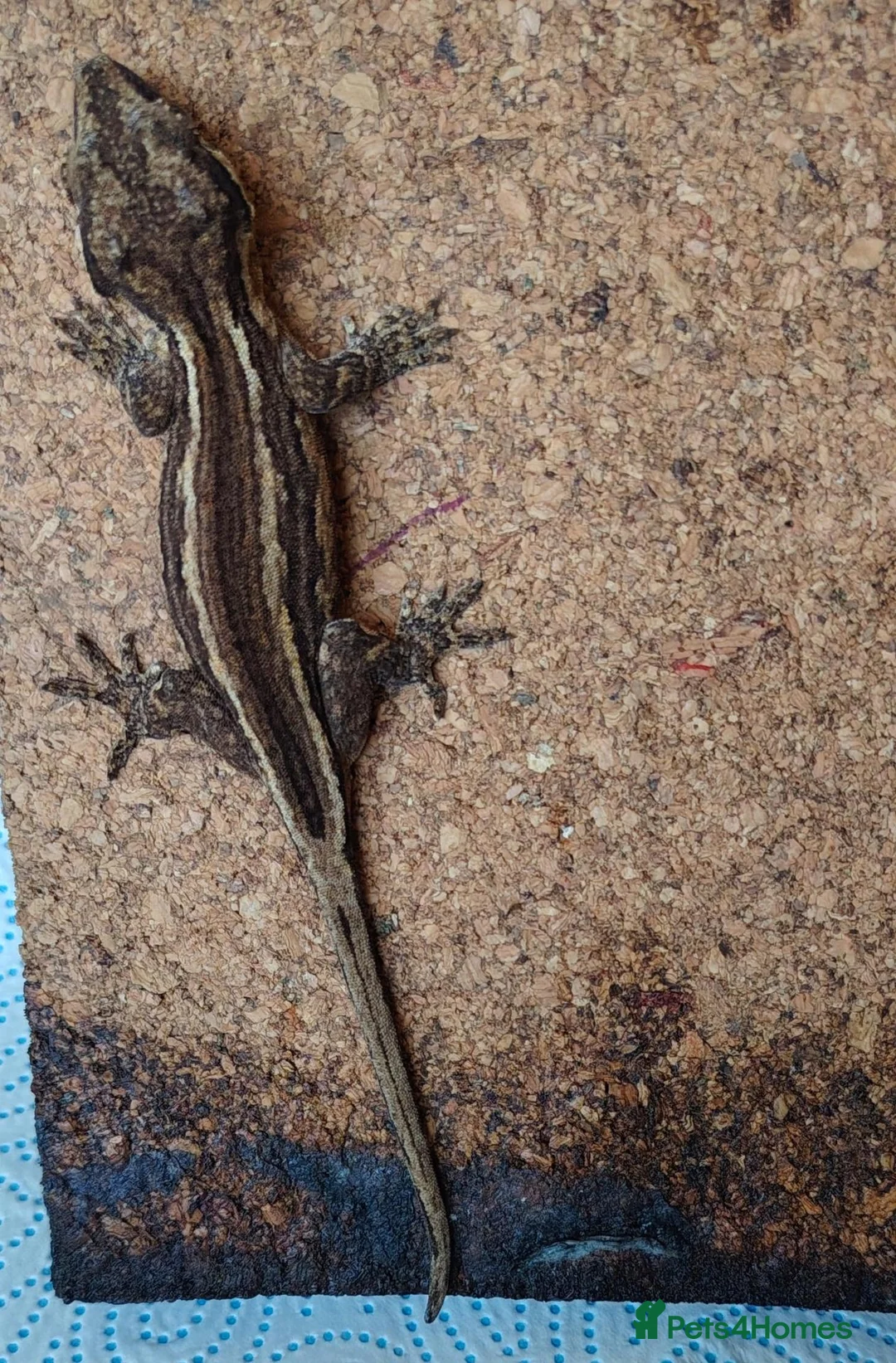 Gecko reptiles for sale: Gargoyle geckos - Advert 10