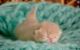 British Shorthair cats for sale: Show-Quality British Shorthair Kittens - Advert 4