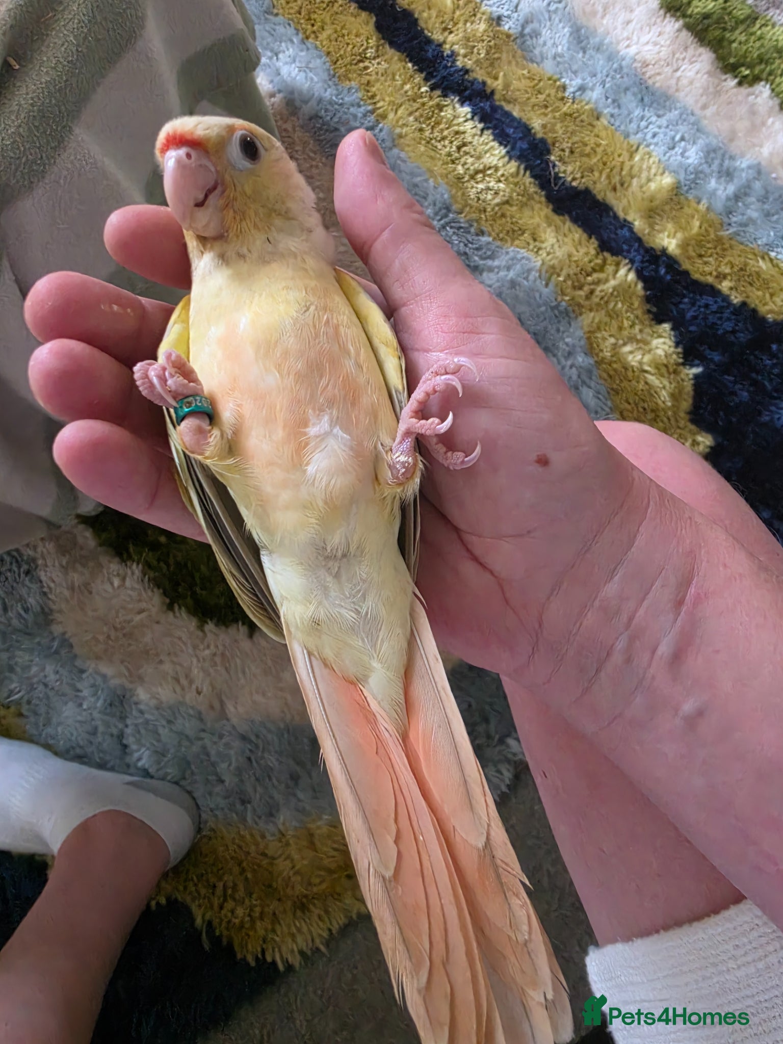 Conures birds  Last 2 Hand-reared Mooncheek Conures! - Advert 14