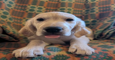 Golden Retriever dogs - Advert 7