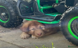 Mixed Breed dogs for sale: Alaskan Shepherd Puppies offers accepted  - Image 1