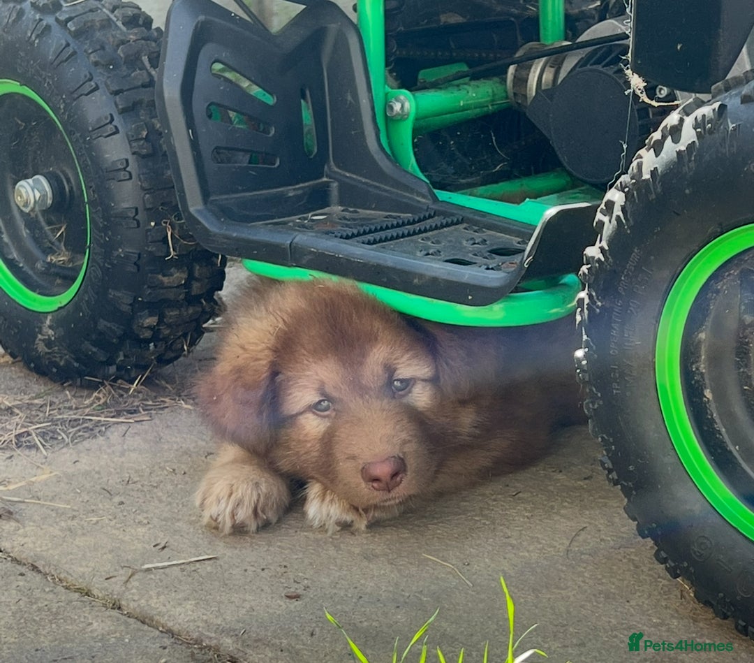 Mixed Breed dogs for sale: Alaskan Shepherd Puppies offers accepted  - Image 1