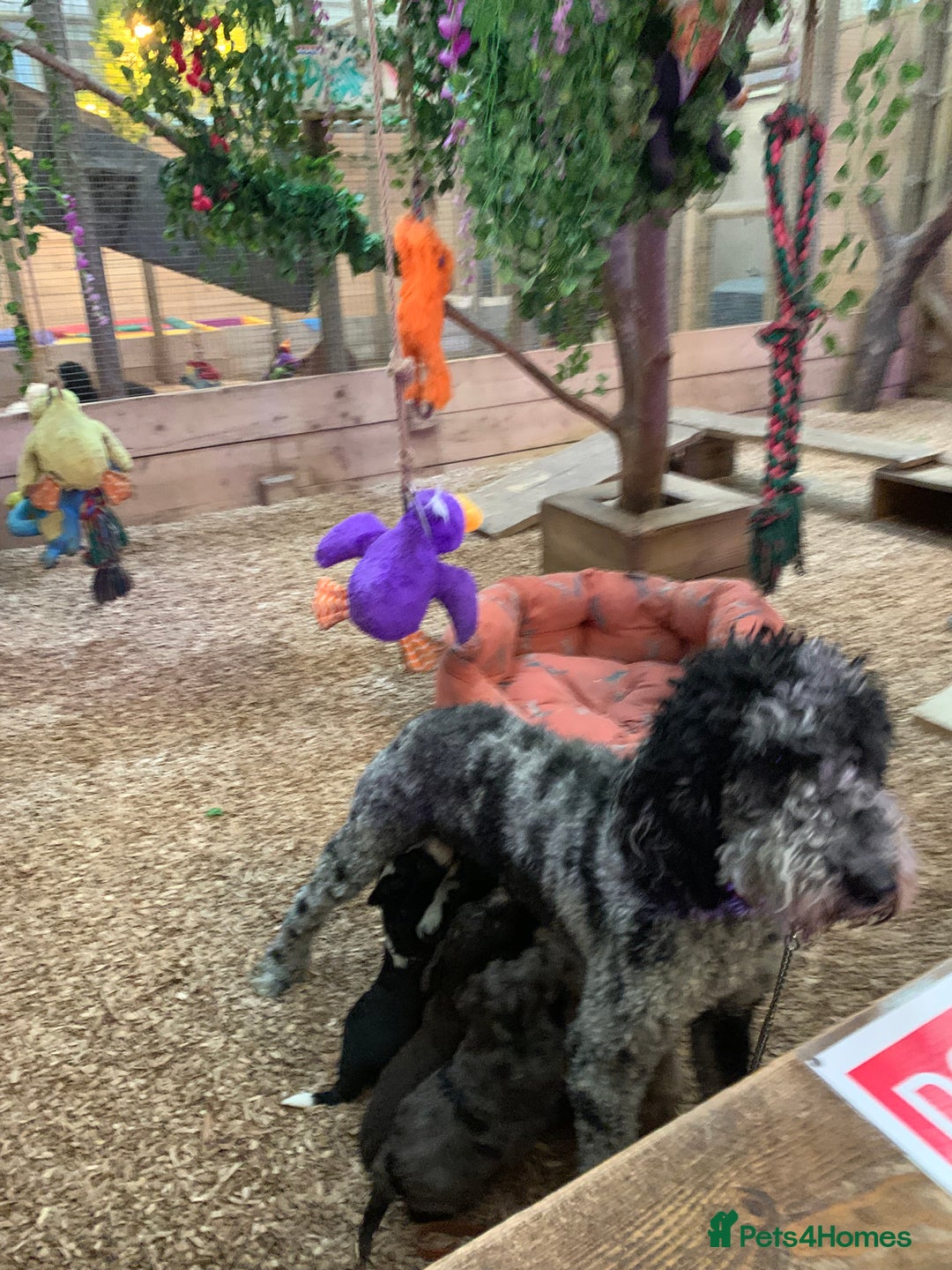 Bernedoodle dogs for sale: Blue Merle/Tri/Blue White Standard Bernedoodle. - Image 5