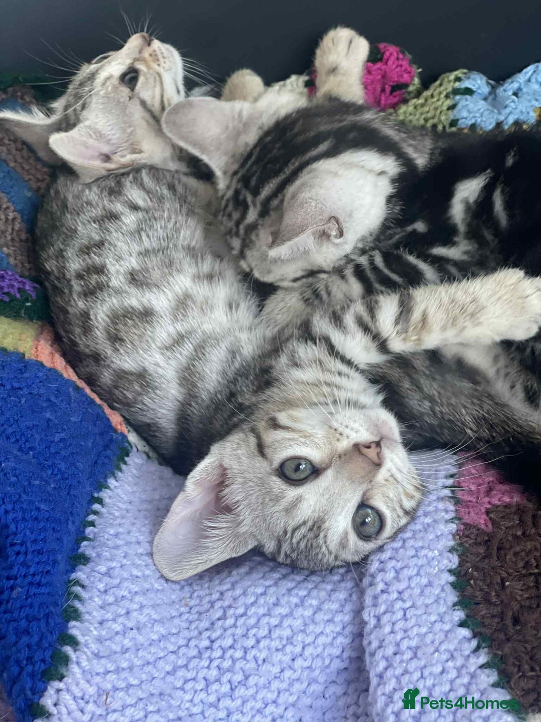 Bengal cats for sale: 🐾 Pedigree tica registered Bengal Kittens - Image 11