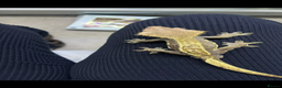 Gecko reptiles for sale: Male crested gecko  - Advert 3