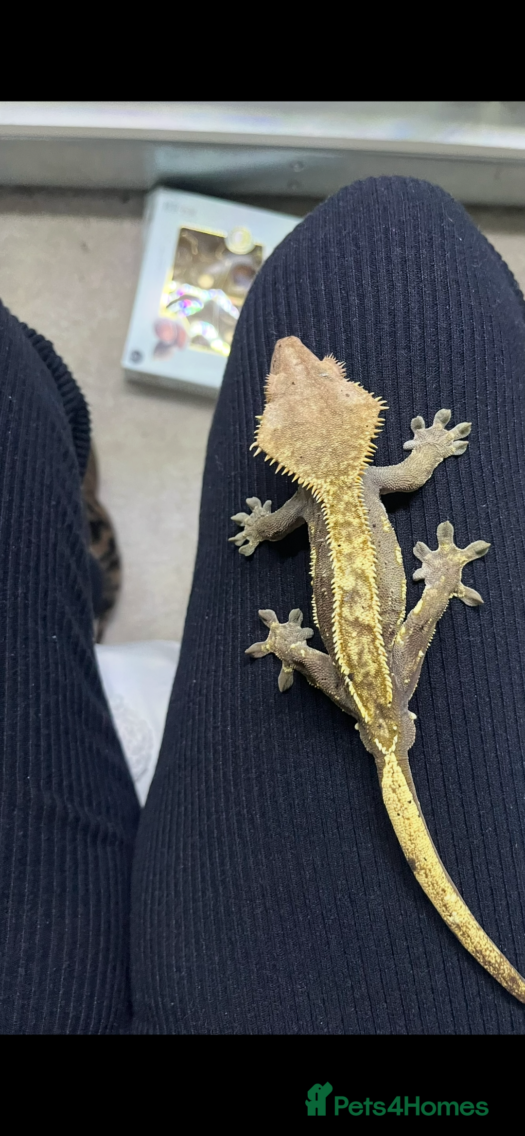 Gecko reptiles for sale: Male crested gecko  - Advert 3