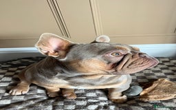 French Bulldog dogs for sale: Frank, Isabella & tan French bulldog  - Image 2