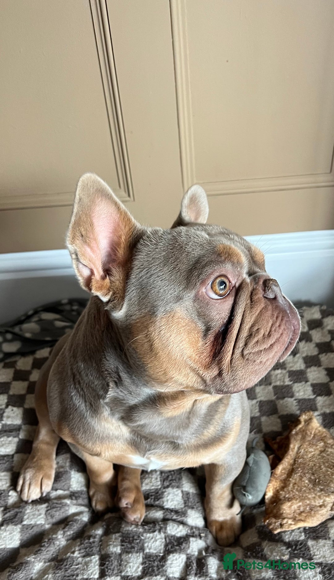 French Bulldog dogs for sale: Frank, Isabella & tan French bulldog  - Image 2