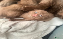 British Shorthair cats for sale: Chocolate brown British shorthair kittens  - Image 1
