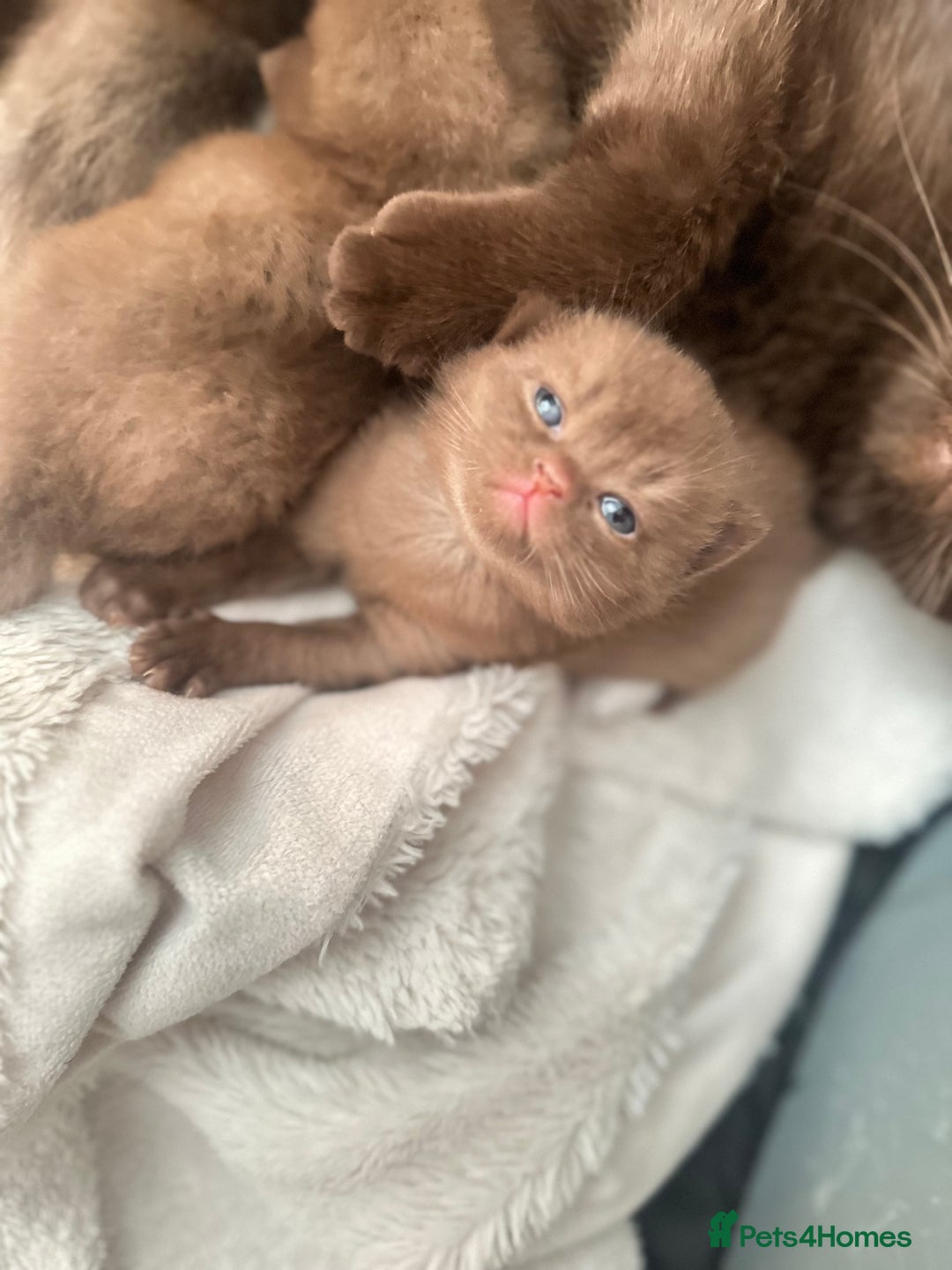 British Shorthair cats for sale: Chocolate brown British shorthair kittens  - Image 1