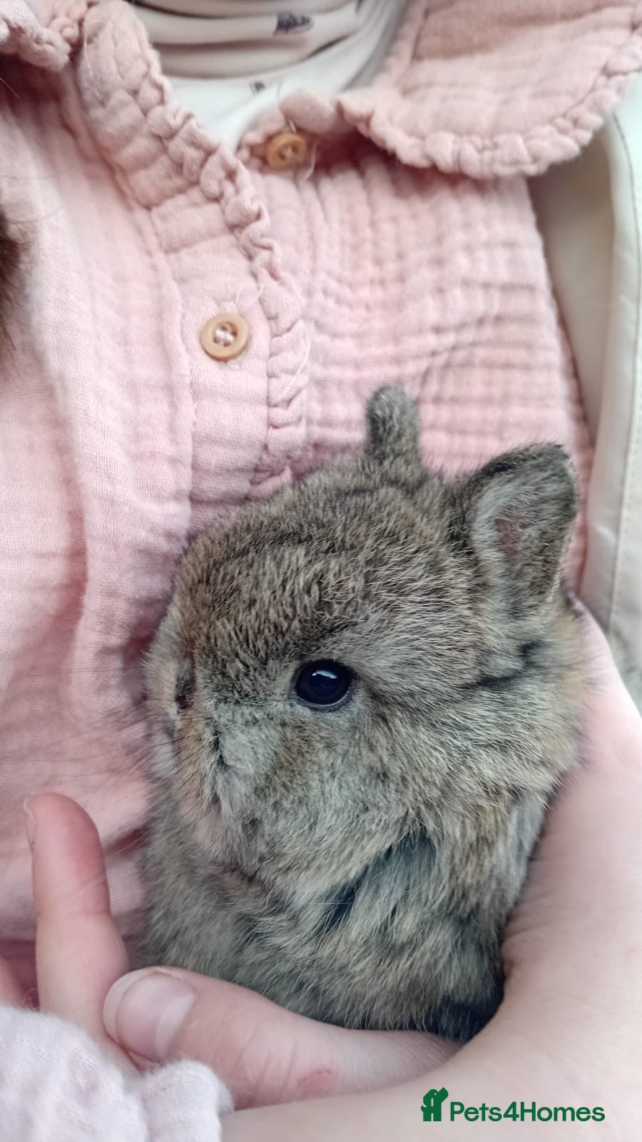 Netherland Dwarf rabbits Netherland Dwarf x3 - Advert 1