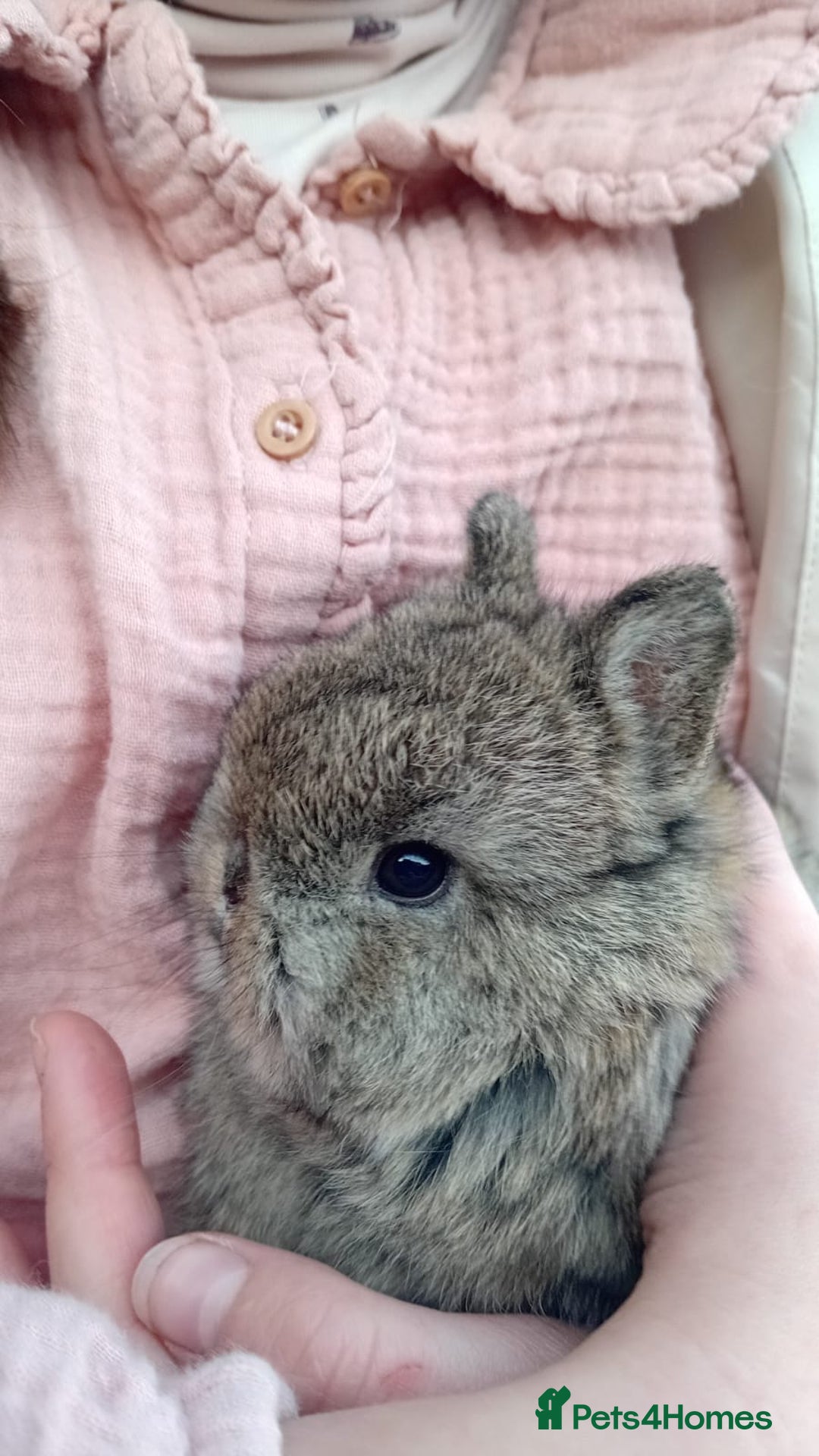 Netherland Dwarf rabbits for sale: Netherland Dwarf x3 - Advert 1