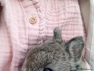 Netherland Dwarf rabbits Netherland Dwarf x3 - Advert 1