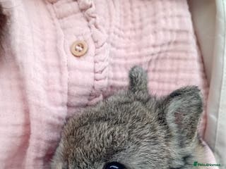 Netherland Dwarf rabbits Netherland Dwarf x3 - Advert 2