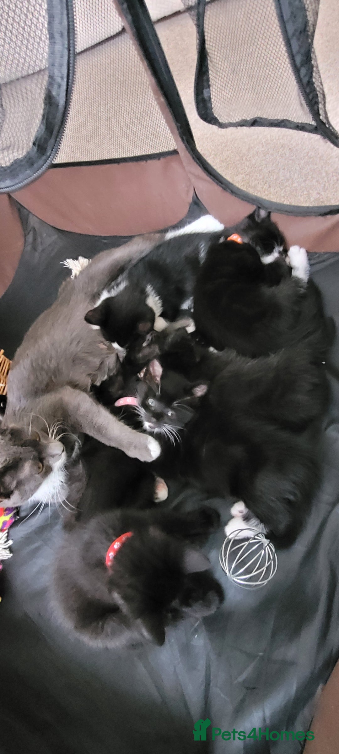 Domestic Shorthair cats for sale: 6 lovable bundles of mischief seek forever home - Image 6
