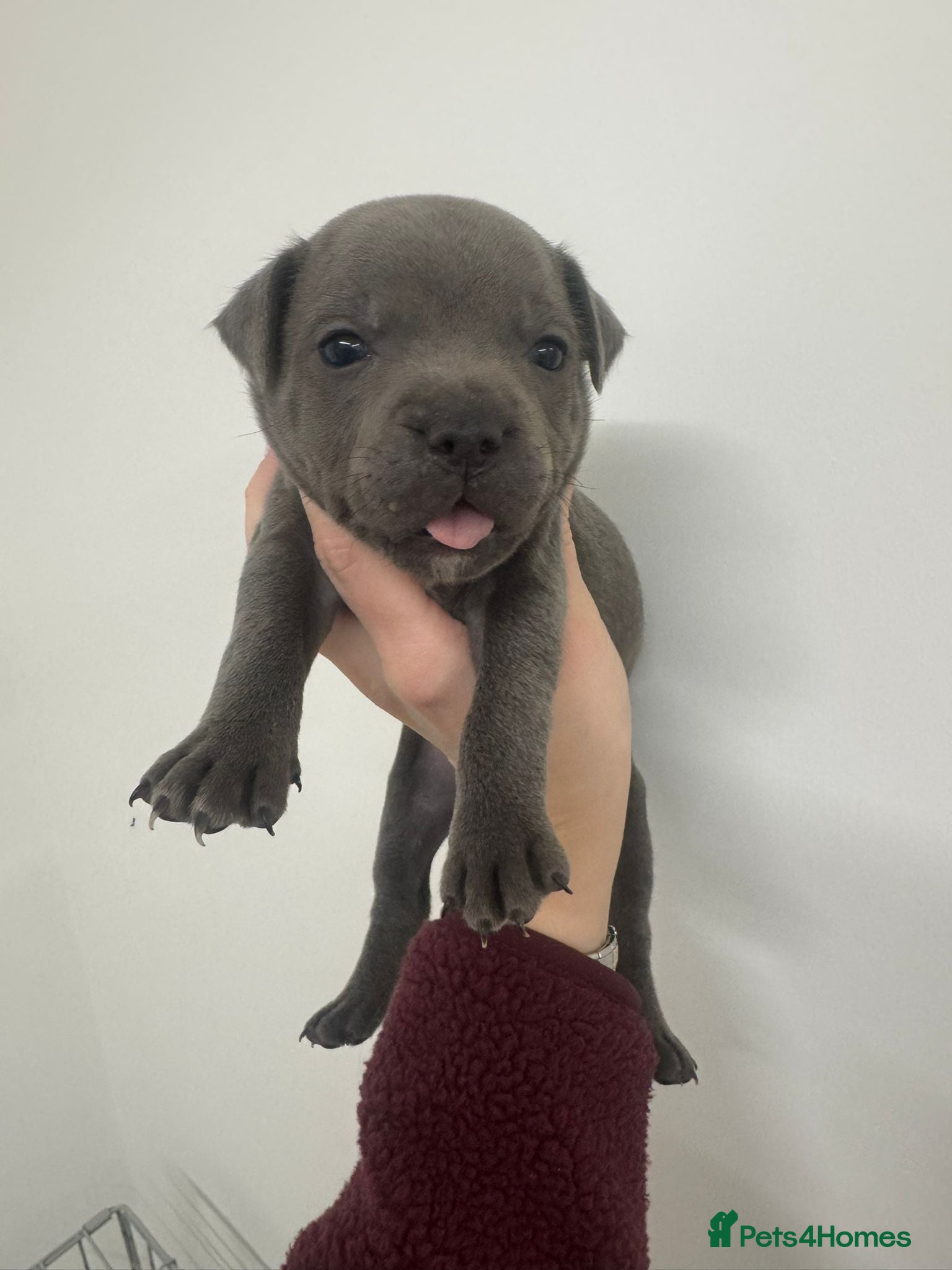 Staffordshire Bull Terrier dogs  KC Registered Staffordshire Bull Terrier Puppies - Advert 4