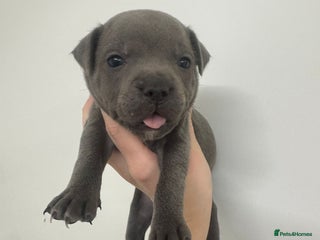 Staffordshire Bull Terrier dogs KC Registered Staffordshire Bull Terrier Puppies - Advert 4
