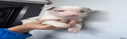 Border Collie dogs for sale: 6 Beautiful Red Merle puppies  - Advert 33
