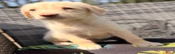 Australian Labradoodle dogs for sale: Australian double doodle puppies  - Advert 8