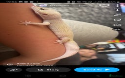 Leopard Gecko reptiles for sale: Beautiful Leopard Gecko - Image 3