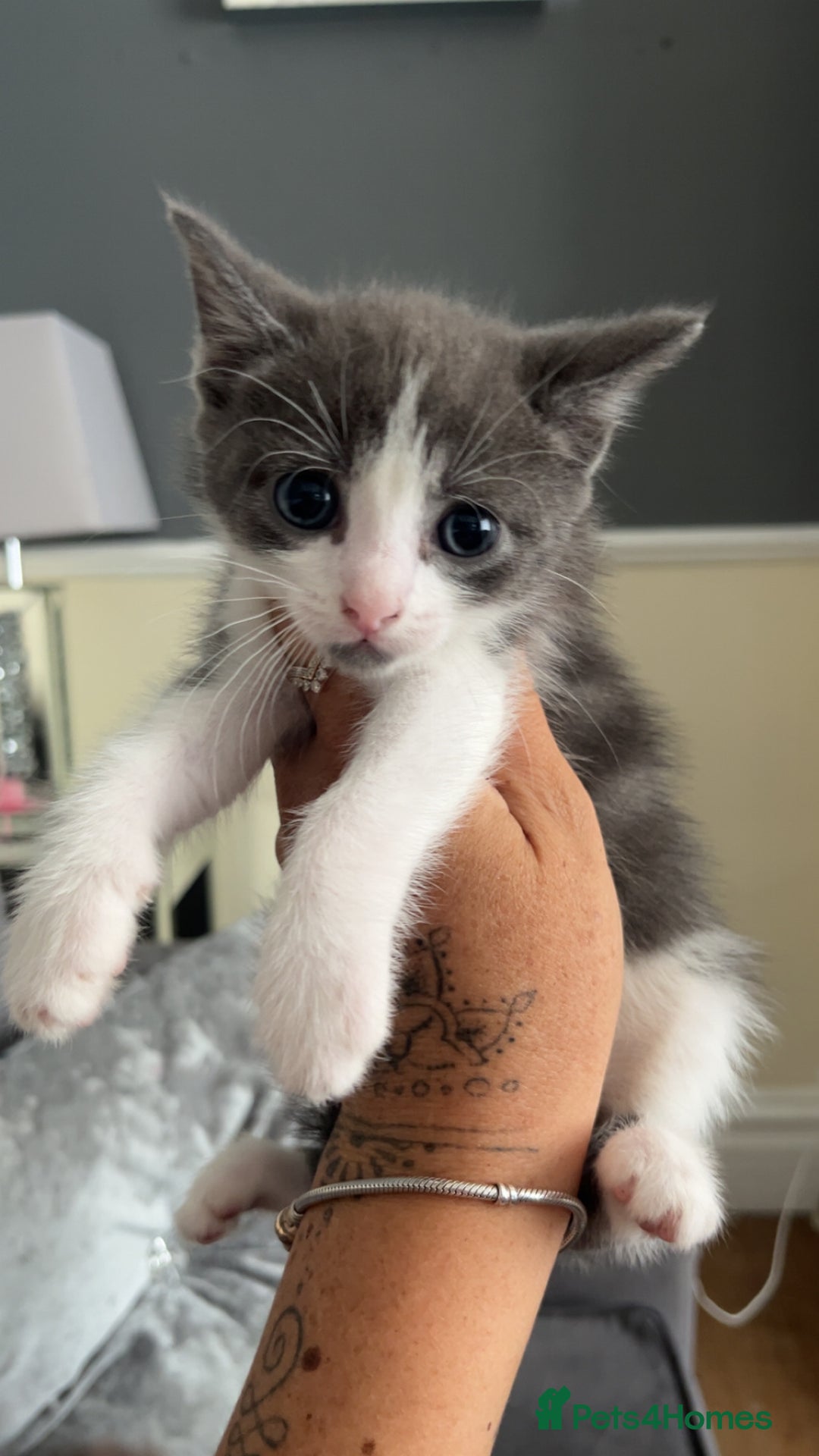British Shorthair cats for sale: Beautiful British Shorthair Kittens  - Image 3
