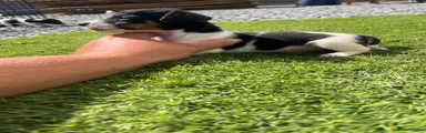 Jack Russell 4