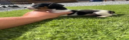Jack Russell dogs for sale: 5 adorable Jack Russell puppies 🐶❤️ - Advert 27
