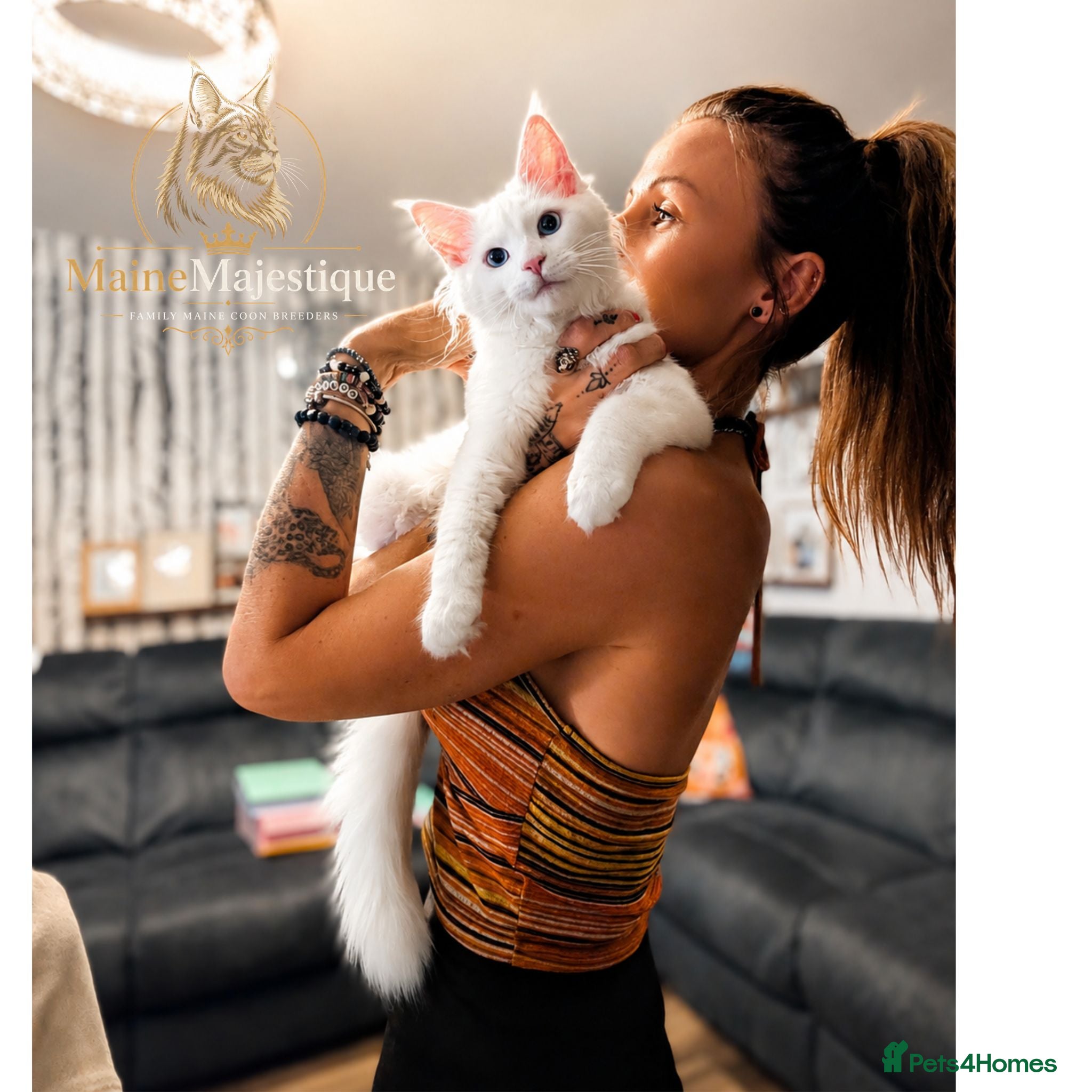 Maine Coon cats * READY NOW * TICA Registered Mainecoon kitten - Advert 14