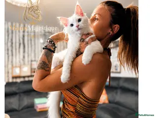 Maine Coon cats * READY NOW * TICA Registered Mainecoon kitten - Advert 14