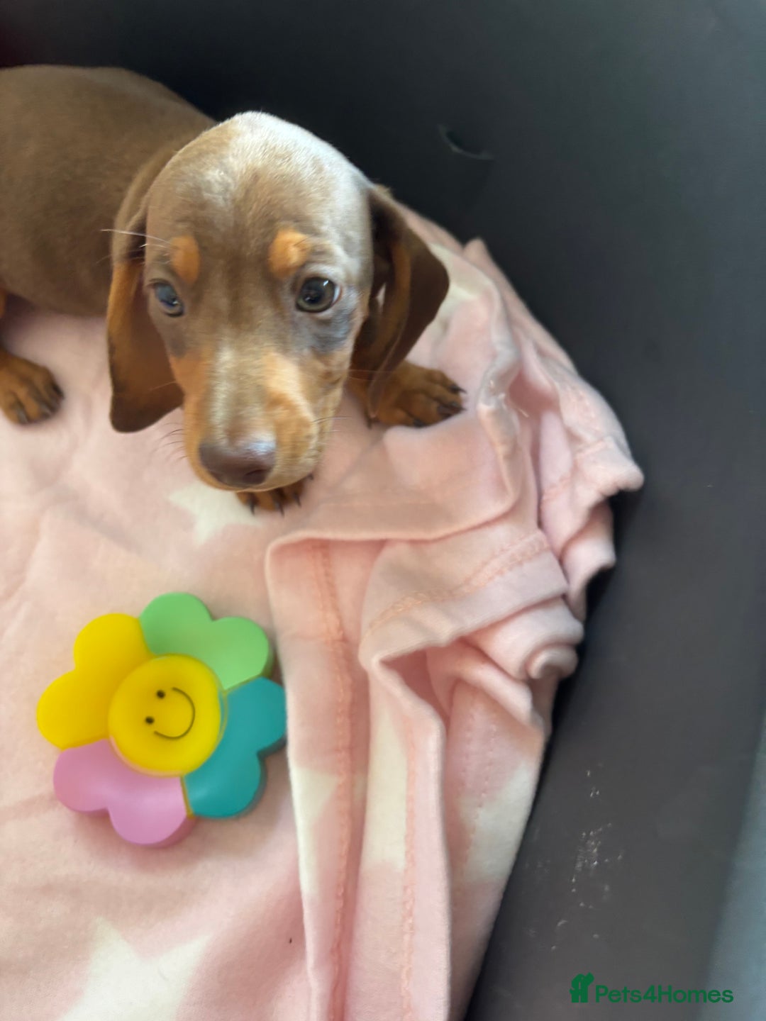 Dachshund dogs for sale: KC PRA Miniature smooth hair dachshund puppies  - Image 10