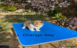 Rough Collie dogs for sale: ROUGH COLLIE  SABLE AND WHITE MALE PUPPIES - Image 8