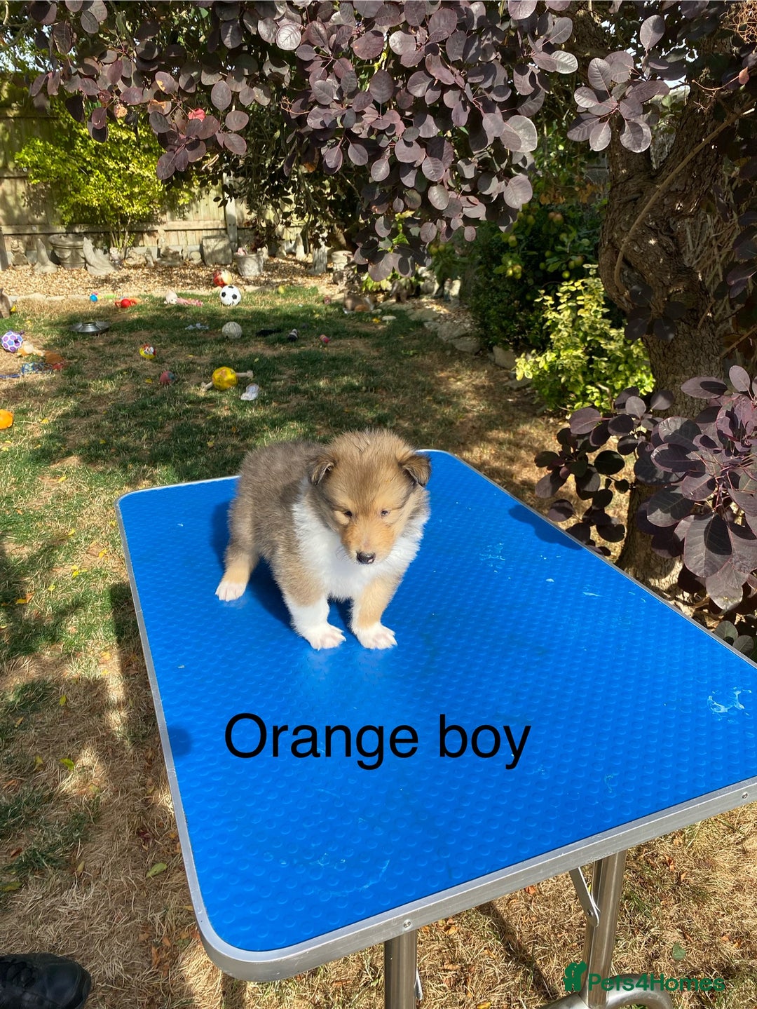 Rough Collie dogs for sale: ROUGH COLLIE  SABLE AND WHITE MALE PUPPIES - Image 8