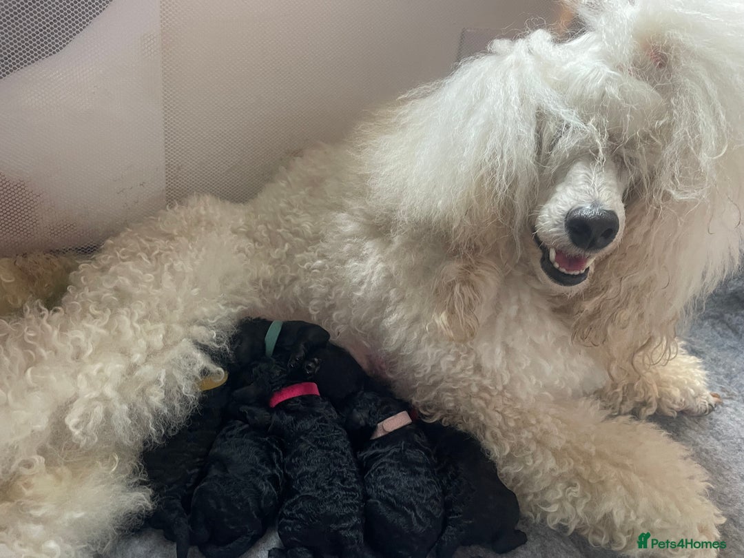 Miniature Poodle dogs for sale: 🌟SHOW QUALITY🌟 Mini Poodle Puppies  - Image 7
