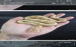Python Snake reptiles for sale: Stunning snakes available - Image 8