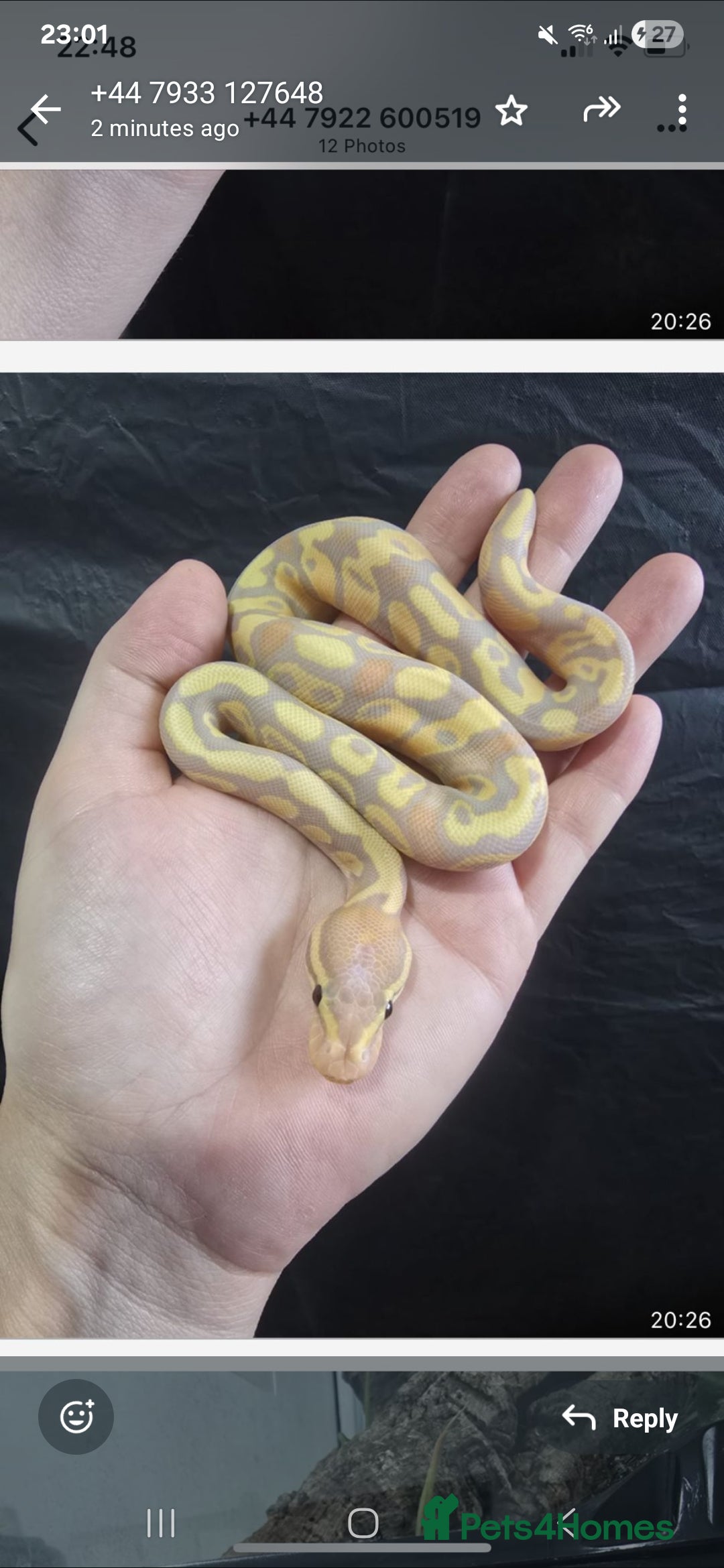 Python Snake reptiles for sale: Stunning snakes available - Image 8