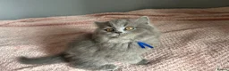 British Shorthair cats for sale: British short /longhair gccf  kittens  - Advert 8