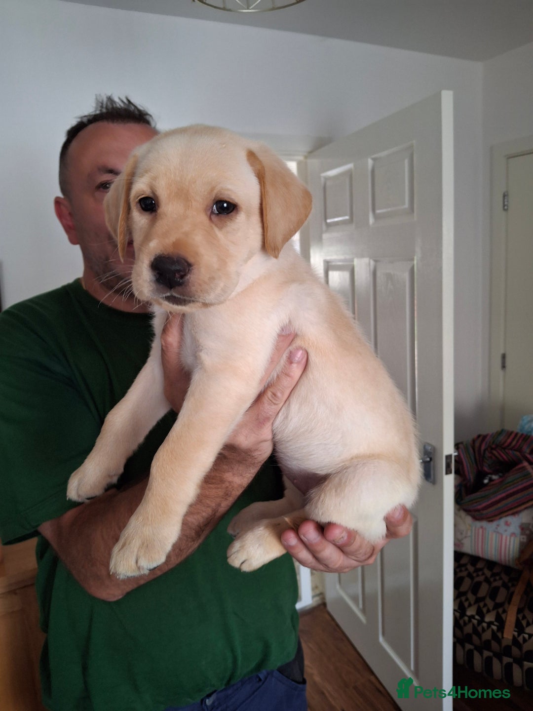 Labrador Retriever dogs for sale: six boys and six girls - Image 19