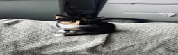 Mixed Breed cats for sale: 2 beautiful kittens  in Liverpool - Advert 2