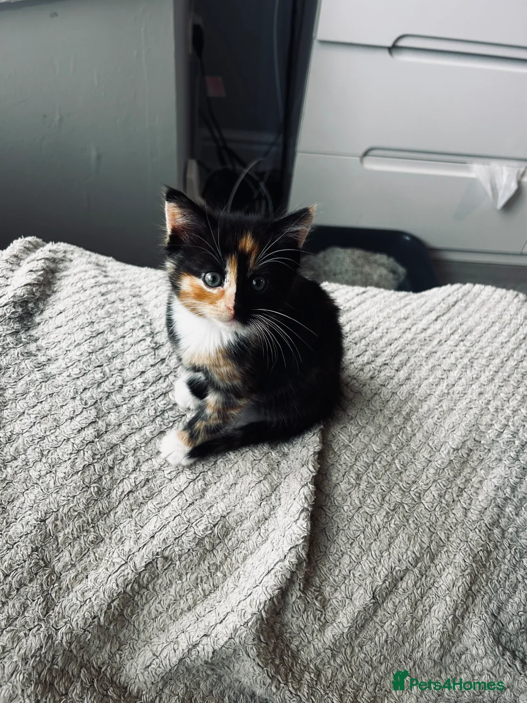 Mixed Breed cats for sale: 2 beautiful kittens  in Liverpool - Advert 2