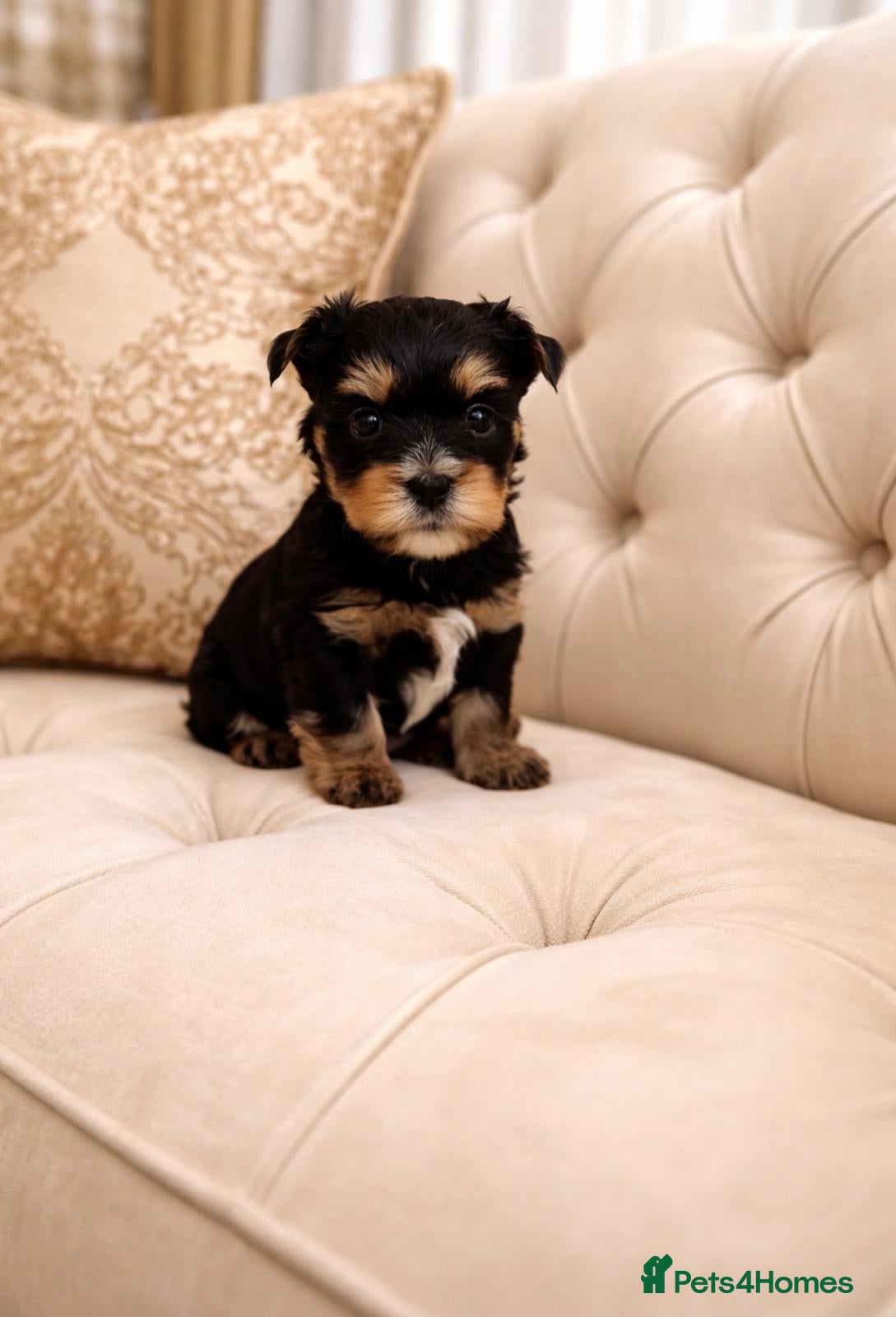 Biewer Terrier dogs Biewer Terrier  - Advert 2