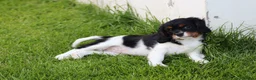 Cavalier King Charles Spaniel dogs for sale: Beautiful Cavalier King Charles Spaniel puppies - Advert 7