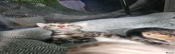 Bengal cats for sale: Stunning bengal kittens  - Advert 11