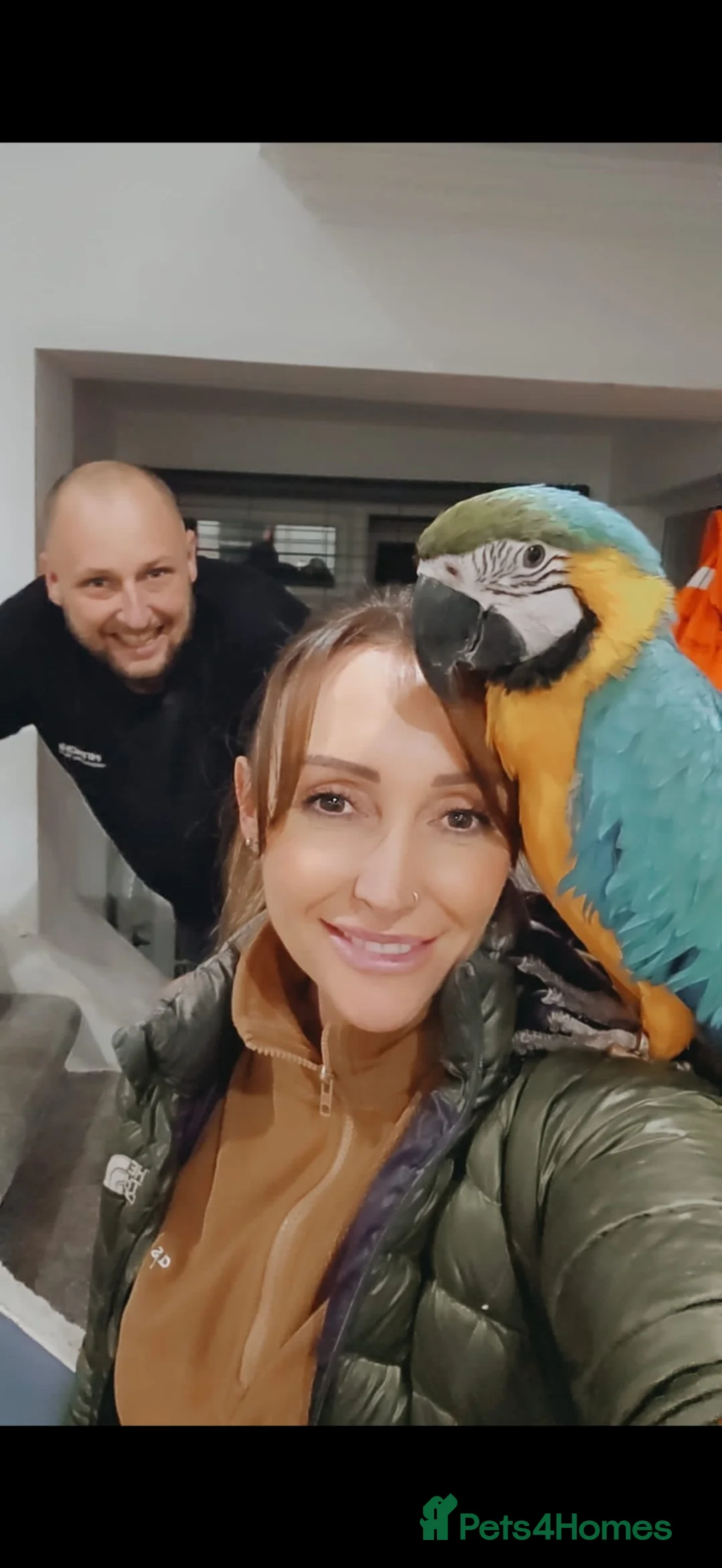 Macaws birds for sale: Blue and gold macaw young  - Advert 4