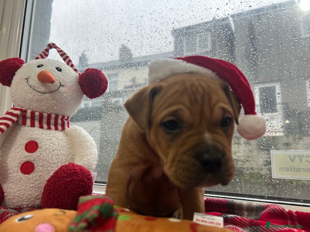 Mixed Breed dogs for sale: A beautiful litter of Rottweiler/staff/mastiffs - Advert 27