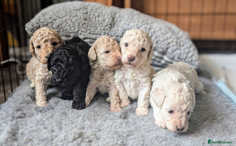Toy Poodle dogs - Advert 1