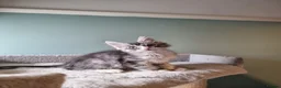 Maine Coon cats for sale: Tica!! Amazing kittens - Advert 15
